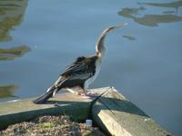 Anhinga melanogaster - Oriental Darter