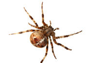 Image of: Araneus diadematus