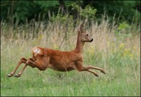 Capreolus capreolus - European Roe Deer