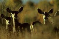 Odocoileus hemionus - Mule Deer