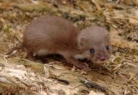 Mustela nivalis nivalis