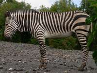 Equus zebra hartmannae - Hartmann's Zebra