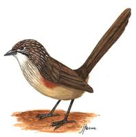 Image of: Amytornis striatus (striated grasswren)