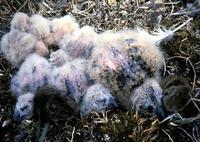 Image of: Asio flammeus (short-eared owl)