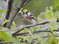 Image of: Dendroica pensylvanica (chestnut-sided warbler)