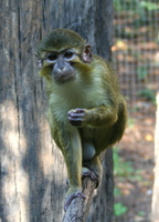 Miopithecus ougouensis