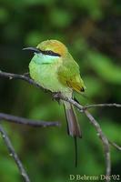 Image of: Merops orientalis (green bee-eater)