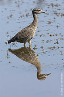 Image of: Nyctanassa violacea (yellow-crowned night heron)