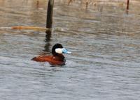 Image of: Oxyura jamaicensis (ruddy duck)