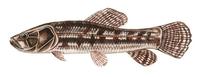 Image of: Hoplias malabaricus (tigerfish)