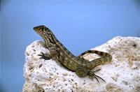 Image of: Leiocephalus carinatus (carinate curly-tailed lizard)