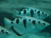 Toxotes chatareus - Archer Fish