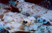 Thysanophrys chiltonae