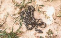 Hemorrhois hippocrepis