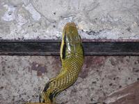 Orthriophis taeniurus friesi - Taiwan Beauty Snake