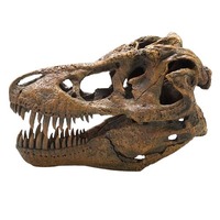 Tyrannosaurus Skull