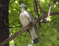 Common Wood Pigeon - Columba palumbus