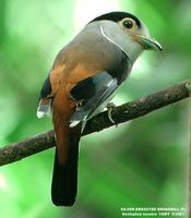 Silver-breasted Broadbill - Serilophus lunatus