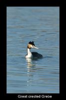 Great crested Grebe