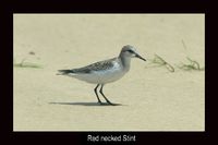 Red necked Stint