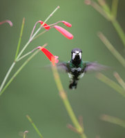 Green Thorntail (Popelairia conversii) photo