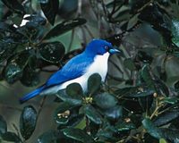Blue Vanga (Cyanolanius madagascarinus) photo