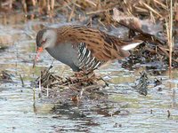 Water Rail - Rallus aquaticus