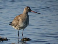 Hudsonian Godwit - Limosa haemastica