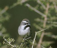 Black-throated Sparrow (Amphispiza bilineata) photo