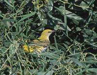 Golden Oriole (Oriolus oriolus) photo