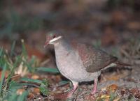 Key West Quail-Dove (Geotrygon chrysia) photo