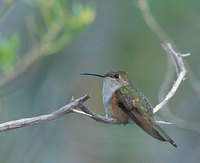 Bahama Woodstar (Calliphlox evelynae) photo