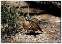 Spinifex Pigeon - Geophaps plumifera