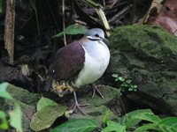 Sapphire Quail-Dove - Geotrygon saphirina