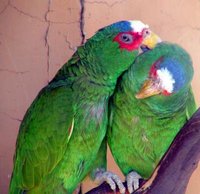 White-fronted Parrot - Amazona albifrons