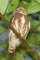 Least Pygmy-Owl - Glaucidium minutissimum