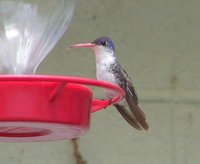 Violet-crowned Hummingbird - Agyrtria violiceps