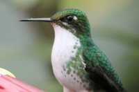 Purple-bibbed Whitetip - Urosticte benjamini
