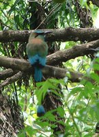 Turquoise-browed Motmot - Eumomota superciliosa