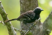 White-fringed Antwren - Formicivora grisea