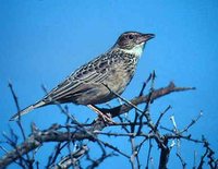 Red-winged Lark - Mirafra hypermetra