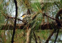 Long-tailed Minivet - Pericrocotus ethologus