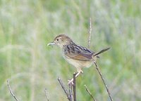 Wailing Cisticola - Cisticola lais