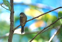 Seychelles Brush-Warbler - Acrocephalus sechellensis