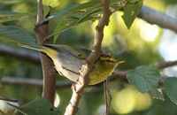 Yellow-throated Wood-Warbler - Phylloscopus ruficapillus