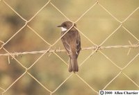 Swamp Flycatcher - Muscicapa aquatica
