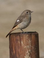 Daurian Redstart - Phoenicurus auroreus