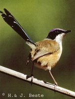 Purple-crowned Fairywren - Malurus coronatus