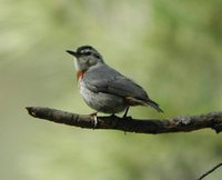 Krueper's Nuthatch - Sitta krueperi