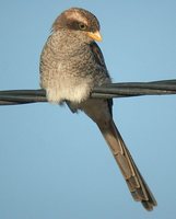 Yellow-billed Shrike - Corvinella corvina